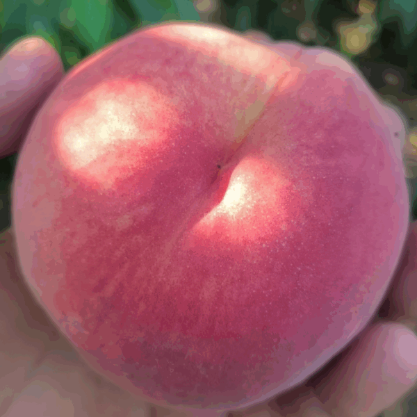 Xiahui No. 10 Honey Peach (霞辉10号水蜜桃) - Image 2