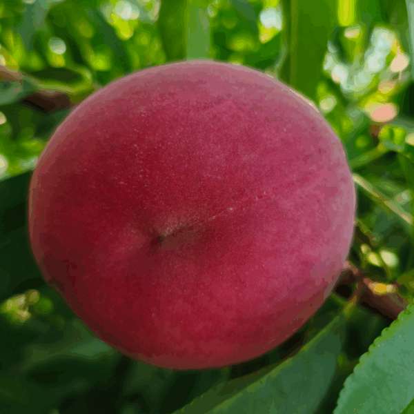 Xiahui No. 10 Honey Peach (霞辉10号水蜜桃) - Image 3