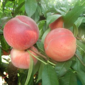 Xiahui No. 10 Honey Peach (霞辉10号水蜜桃)