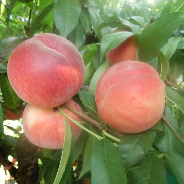 Xiahui No. 10 Honey Peach (霞辉10号水蜜桃)