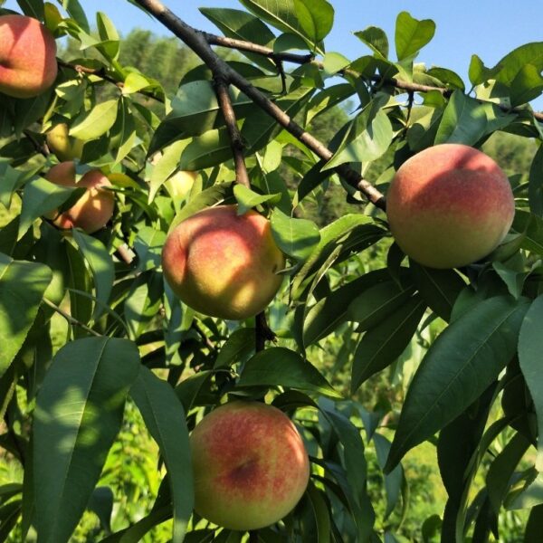 Yihong Honey Peach (颐红水蜜桃) - Image 2