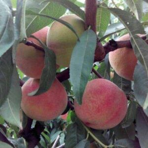 Yihong Honey Peach (颐红水蜜桃)