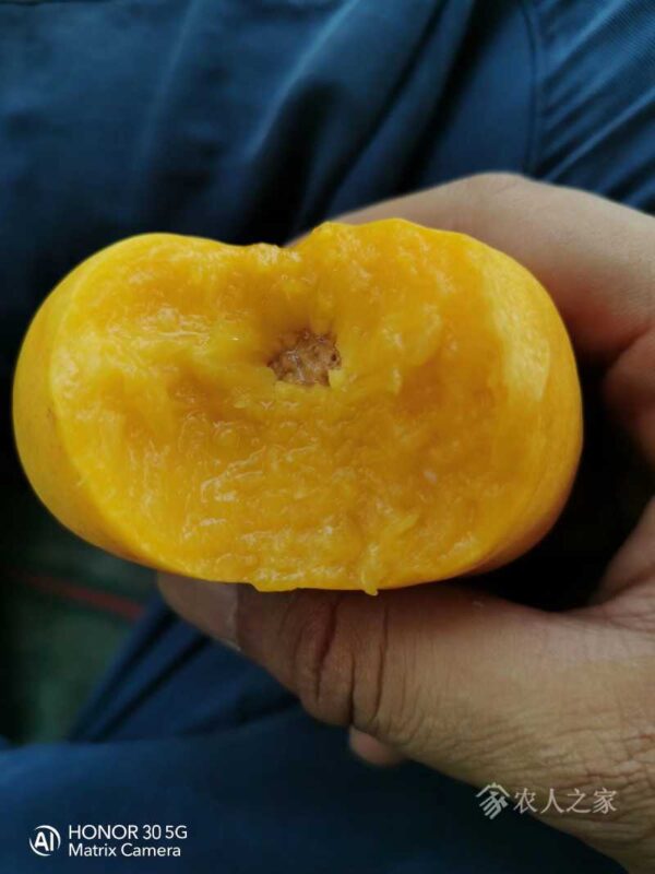 Flavor Queen Flat Nectarine (风味皇后油蟠桃) - Image 2