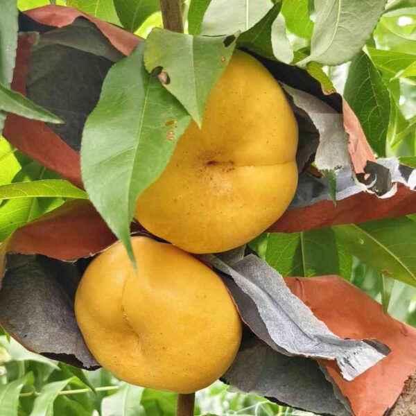 Flavor Queen Flat Nectarine (风味皇后油蟠桃)