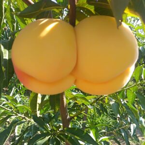 Huang Guifei Yellow Peach ( 黄贵妃黄桃)