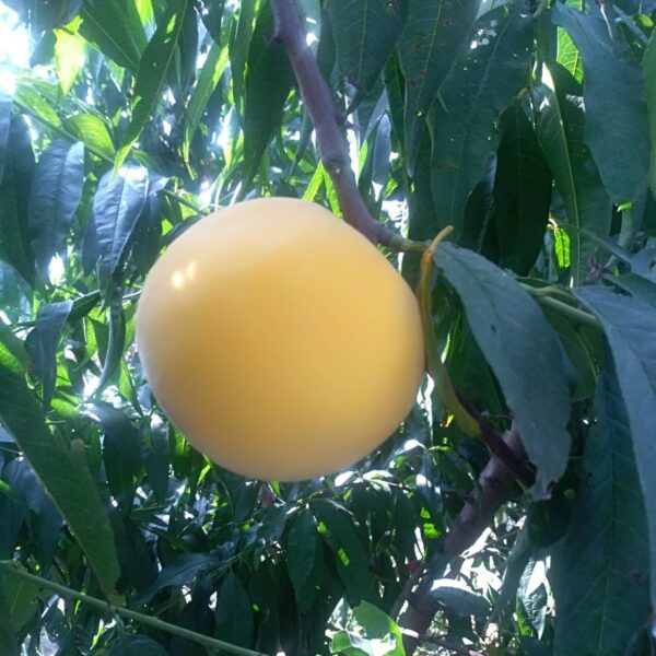 Huang Guifei Yellow Peach ( 黄贵妃黄桃) - Image 2