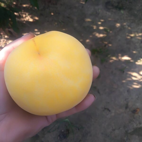 Huang Guifei Yellow Peach ( 黄贵妃黄桃) - Image 3
