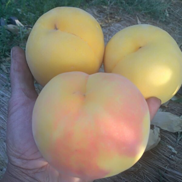 Huang Guifei Yellow Peach ( 黄贵妃黄桃) - Image 4