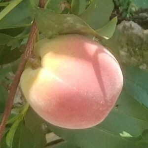 Golden Honey Peach No. 0 (黄金蜜桃0号)