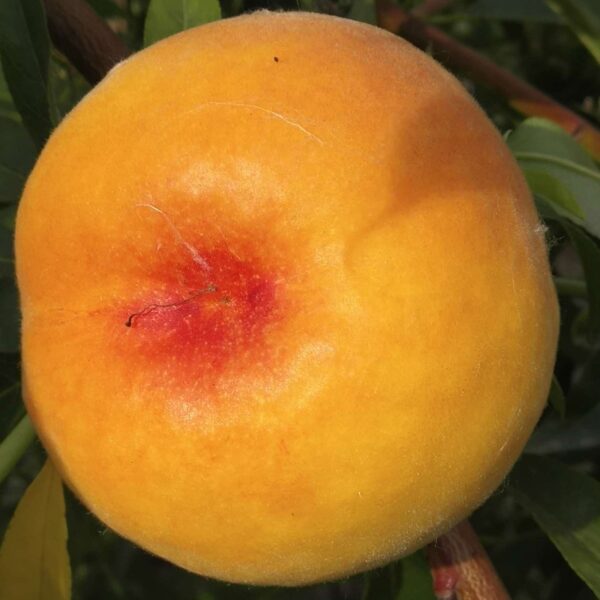 Golden Honey Peach No. 0 (黄金蜜桃0号) - Image 2