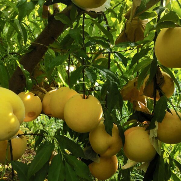 Golden Honey Peach No. 5 (黄金蜜桃5号) - Image 2