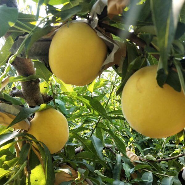 Golden Honey Peach No. 5 (黄金蜜桃5号)