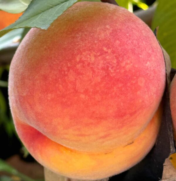 Golden Honey Peach No. 5 (黄金蜜桃5号) - Image 3