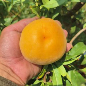 Golden Honey Peach No. 6 (黄金蜜桃6号)