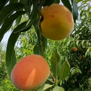 Golden Honey Peach No. 7 (黄金蜜桃7号)