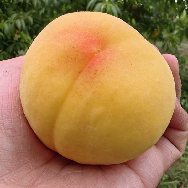 Golden Honey Peach No. 7 (黄金蜜桃7号) - Image 2