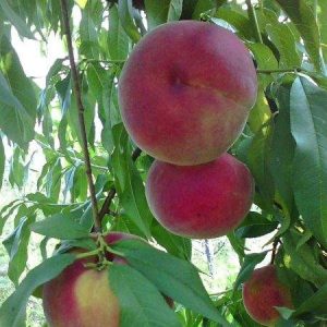 Golden Honey Peach No. 3 (黄金蜜桃3号)
