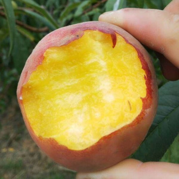 Golden Honey Peach No. 3 (黄金蜜桃3号) - Image 4