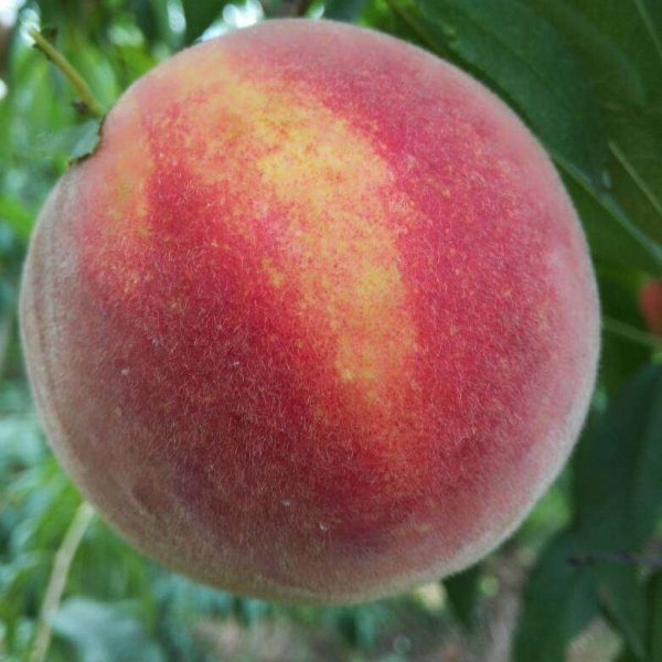 Golden Honey Peach No. 3 (黄金蜜桃3号) - Image 3