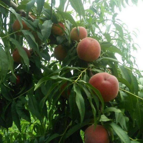Golden Honey Peach No. 3 (黄金蜜桃3号) - Image 2