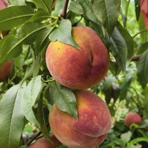 Golden Honey Peach No. 2 (黄金蜜桃2号)