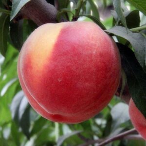 Golden Honey Peach No. 1 (黄金蜜桃1 号)