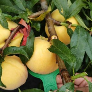 Golden Super King Peach (黄金超霸桃)