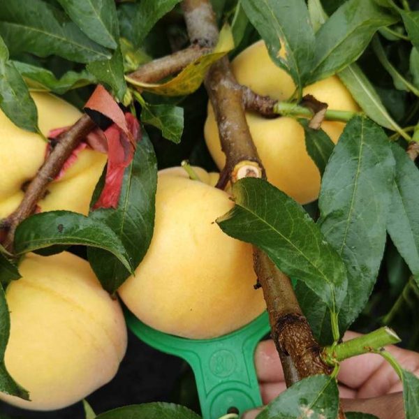 Golden Super King Peach (黄金超霸桃)