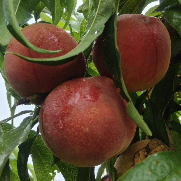 Golden Super King Peach (黄金超霸桃) - Image 2