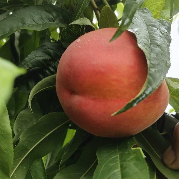 Golden Super King Peach (黄金超霸桃) - Image 3