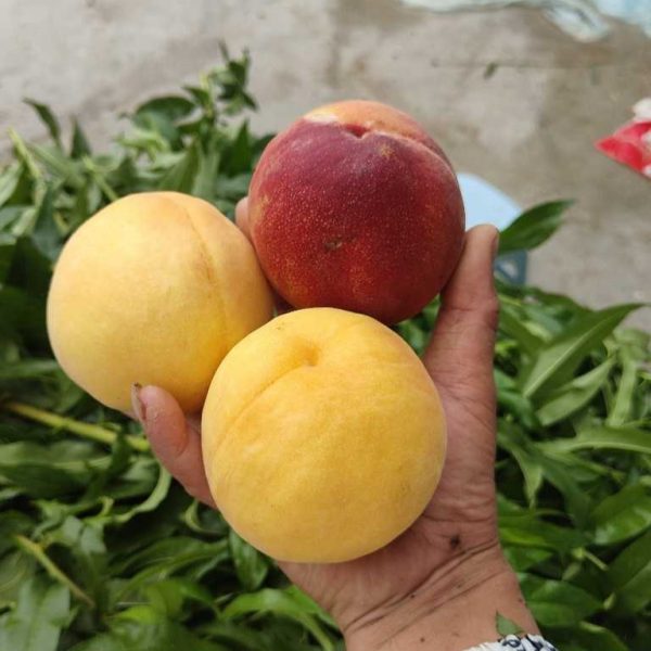 Golden Super King Peach (黄金超霸桃) - Image 4