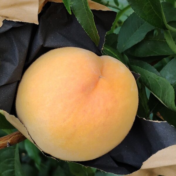 Golden Yellow Peach ( 黄金黄桃) - Image 2