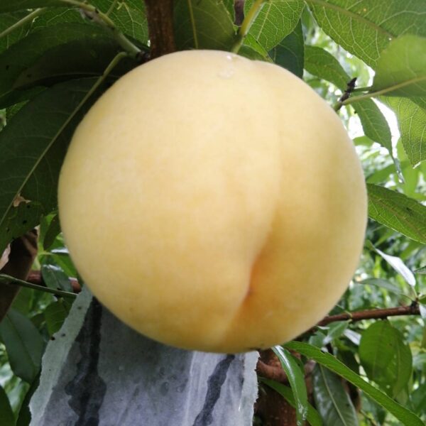 Golden Yellow Peach ( 黄金黄桃)