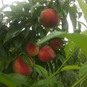 Chinese Blood Peach (中华血桃)