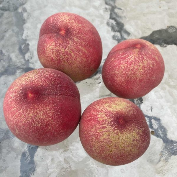 Chinese Blood Peach (中华血桃) - Image 3