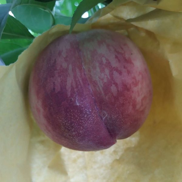 Chinese Blood Peach (中华血桃) - Image 2