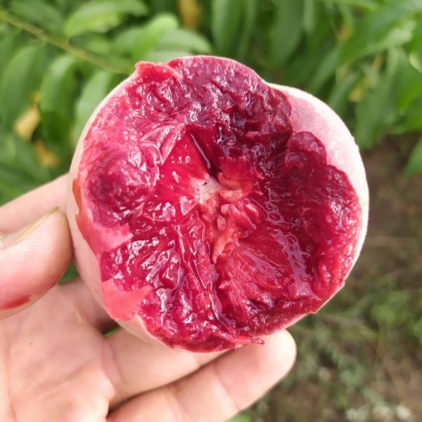 Chinese Blood Peach (中华血桃) - Image 4