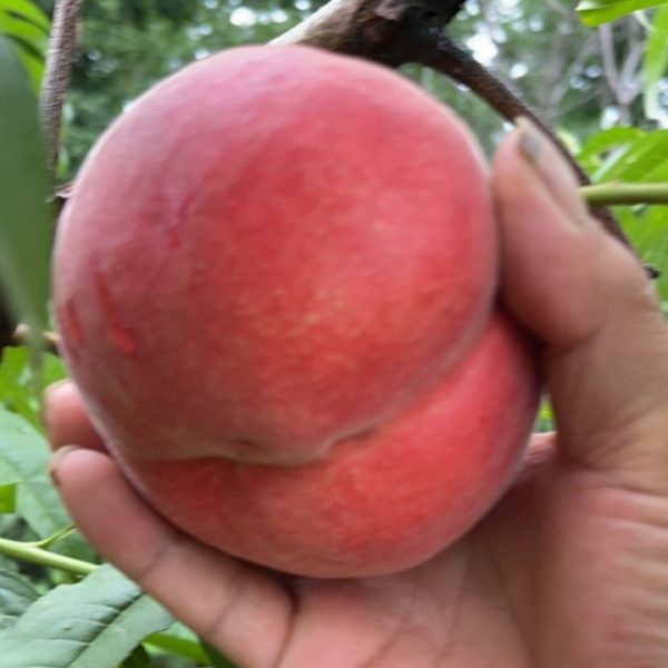 Zhongtao No. 13 Peach (中桃13号桃) - Image 2