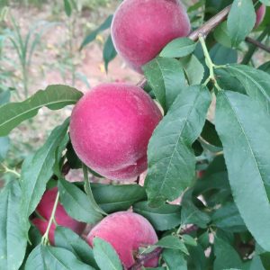 Zhongtao No. 13 Peach (中桃13号桃)