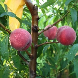 Zhongtao No. 25 Blood Peach (中桃25血桃)