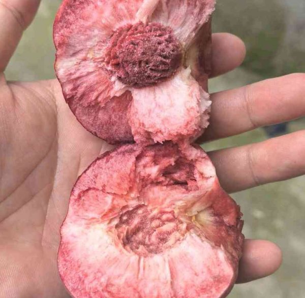 Zhongtao No. 25 Blood Peach (中桃25血桃) - Image 2