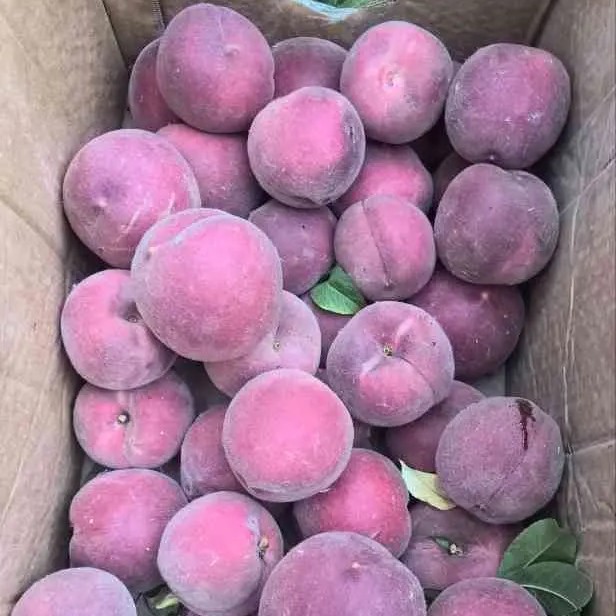 Zhongtao No. 25 Blood Peach Tree (中桃25血桃) - Image 2