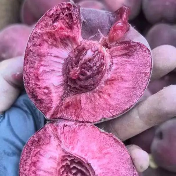 Zhongtao No. 25 Blood Peach Tree (中桃25血桃) - Image 3