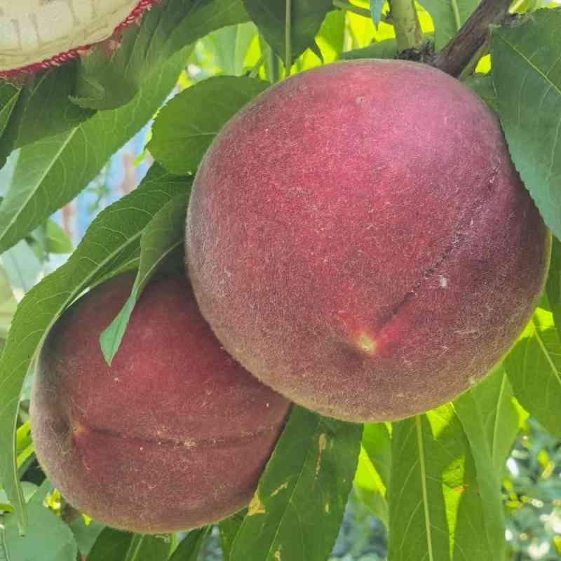 Zhongtao No. 25 Blood Peach Tree (中桃25血桃)