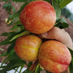 Zhongyou No. 27 Nectarine (中油27号桃)