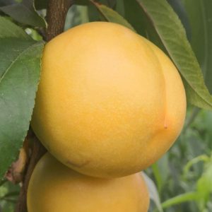 Zhongyou 7-17 Nectarine (中油7-17桃)