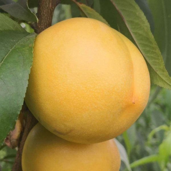 Zhongyou 7-17 Nectarine (中油7-17桃)