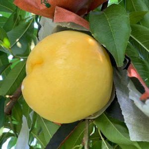 Zhongyou No. 8 Nectarine (中油8号桃)