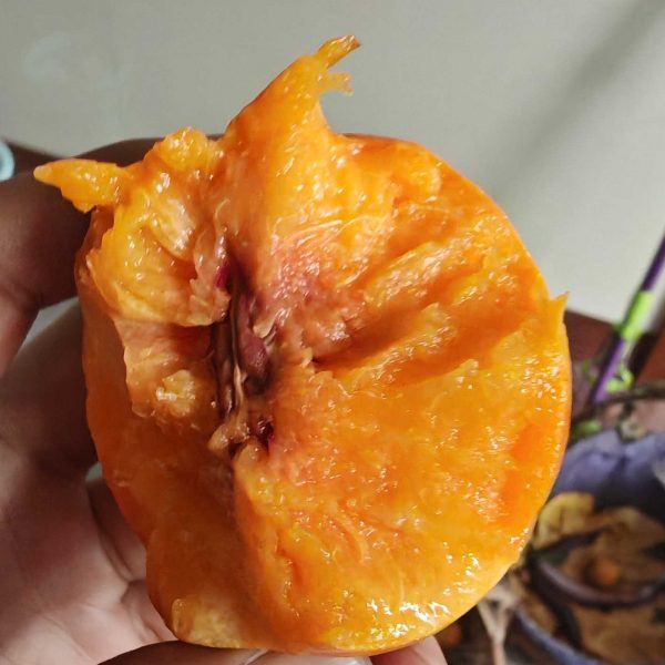 Zhongyou No. 8 Nectarine (中油8号桃) - Image 2