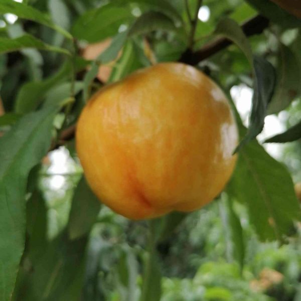 Zhongyou Jinshuai Nectarine (中油金帅桃)